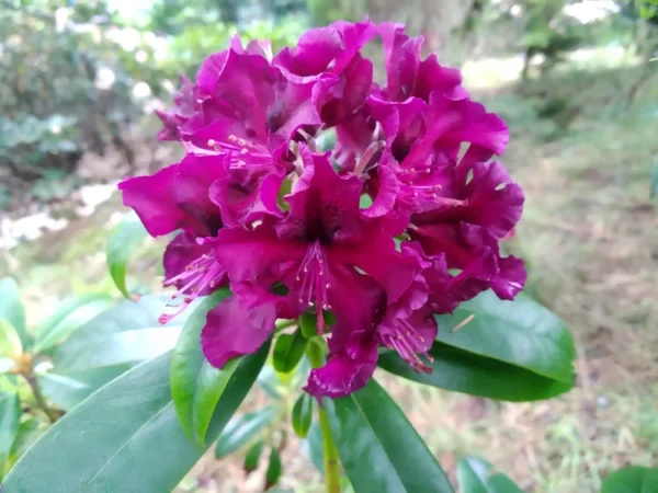 Purple Rhododendron Plant - Gallon Pot - Burgundy Blooms