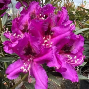 Purple Rhododendron Plant - Gallon Pot - Burgundy Blooms