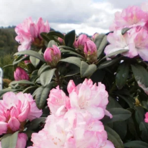 Rhododendron Plant Pink & White Flowers, Gallon Pot, Fragrant Blooms