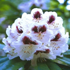 White Rhododendron Plant - 1-3 Year Old - Gallon Pot - Flowering Shrub