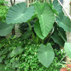 Jack's Giant Elephant Ear Bulbs - Colocasia - Garden Plants