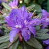 R. Russatum Rhododendron Plant - Blue Rhododendron Flowers - 1-3 Year Old - Gallon Pot
