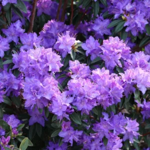 R. Russatum Rhododendron Plant - Blue Rhododendron Flowers - 1-3 Year Old - Gallon Pot