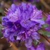 R. fastigiatum Rhododendron Plant - Violet Lavender Rhododendron Flowers Plant - 1 Gallon Pot