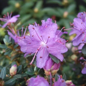 R. fastigiatum Rhododendron Plant - Violet Lavender Rhododendron Flowers Plant - 1 Gallon Pot