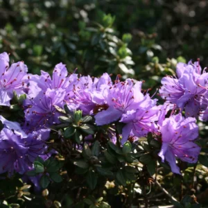 R. fastigiatum Rhododendron Plant - Violet Lavender Rhododendron Flowers Plant - 1 Gallon Pot