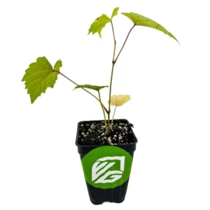 Delicious Muscadine Grape Vine - Vitis Rotundifolia - Live Fruit Plant