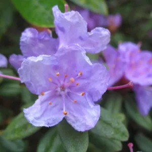 Ramapo Rhododendron Plant - Purple Rhododendron Flowers - Gallon Pot Size - Hardy Azalea