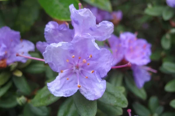 Ramapo Rhododendron Plant - Purple Rhododendron Flowers - Gallon Pot Size - Hardy Azalea
