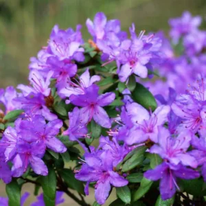 Ramapo Rhododendron Plant - Purple Rhododendron Flowers - Gallon Pot Size - Hardy Azalea