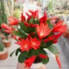 Red Easter Cactus Plant Live - Spring Cactus Rhipsalidopsis - 4 to 6 Inch Tall