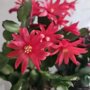 Red Easter Cactus Plant Live - Spring Cactus Rhipsalidopsis - 4 to 6 Inch Tall