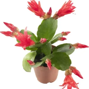 Red Easter Cactus Plant Live - Spring Cactus Rhipsalidopsis - 4 to 6 Inch Tall
