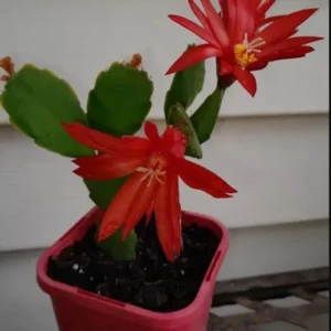 Red Easter Cactus Plant Live - Spring Cactus Rhipsalidopsis - 4 to 6 Inch Tall