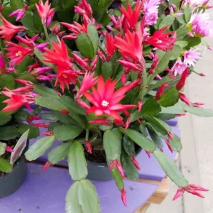 Red Easter Cactus Plant Live - Spring Cactus Rhipsalidopsis - 4 to 6 Inch Tall