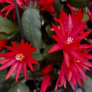 Red Easter Cactus Plant Live - Spring Cactus Rhipsalidopsis - 4 to 6 Inch Tall