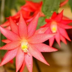 Red Easter Cactus Plant Live - Spring Cactus Rhipsalidopsis - 4 to 6 Inch Tall