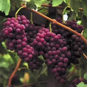 Red Flame Seedless Grape Vine Plant - 1 to 2 Yr Old Live Plant Ready for Planting