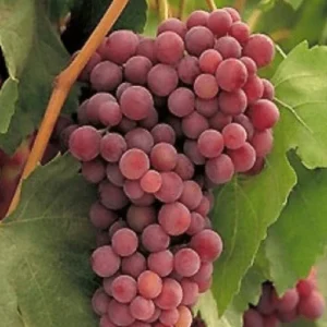Red Flame Seedless Grape Vine Plant - 1 to 2 Yr Old Live Plant Ready for Planting