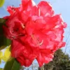Red Rhododendron Plant - 1-3 Year Old Rhododendrons Azaleas - Size Gallon Pot