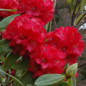 Red Rhododendron Plant - 1-3 Year Old Rhododendrons Azaleas - Size Gallon Pot