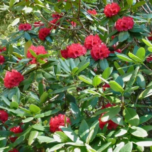 Red Rhododendron Plant - 1-3 Year Old Rhododendrons Azaleas - Size Gallon Pot