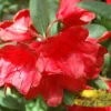 Red Rhododendron Plant - Belva's Joy, Gallon Pot Size, Red Flowers
