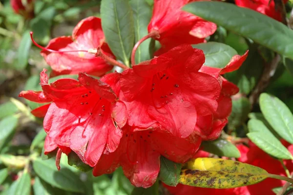 Red Rhododendron Plant - Belva's Joy, Gallon Pot Size, Red Flowers