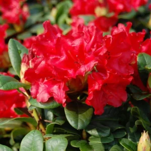 Red Rhododendron Plant - Belva's Joy, Gallon Pot Size, Red Flowers