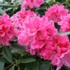 Red Rhododendron Plant Gallon Pot Elegant Flowering Shrub