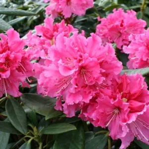 Red Rhododendron Plant Gallon Pot Elegant Flowering Shrub