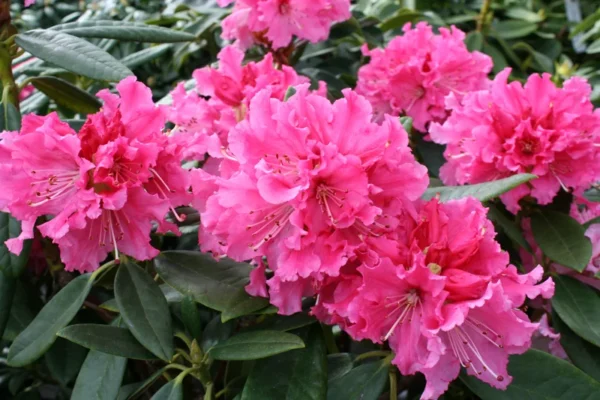 Red Rhododendron Plant Gallon Pot Elegant Flowering Shrub