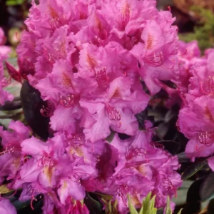 Red Rhododendron Plant Gallon Pot Elegant Flowering Shrub