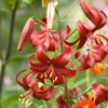 Red Velvet Tiger Lily Bulbs - 5 Pack - Garden Flower