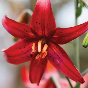 Red Velvet Tiger Lily Bulbs - 5 Pack - Garden Flower