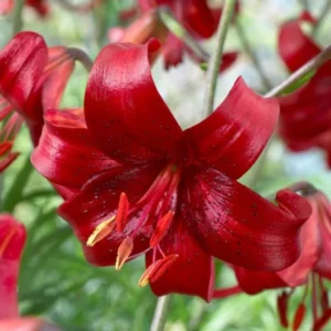 Red Velvet Tiger Lily Bulbs - 5 Pack - Garden Flower