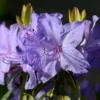 Rhododendron Plant Blue Lavender Flowers Gallon Pot Size - Azalea Look