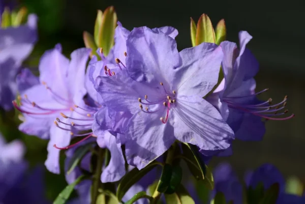 Rhododendron Plant Blue Lavender Flowers Gallon Pot Size - Azalea Look