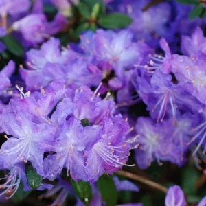 Rhododendron Plant Blue Lavender Flowers Gallon Pot Size - Azalea Look