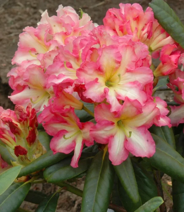Rhododendron Plant - Creamy White Flowers - 1 Gallon Pot - Showstopper Plant