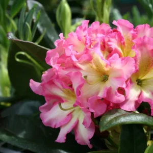 Rhododendron Plant - Creamy White Flowers - 1 Gallon Pot - Showstopper Plant