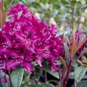Rhododendron Plant Pink Flowers 1-3 Year Old Azalea in Gallon Pot