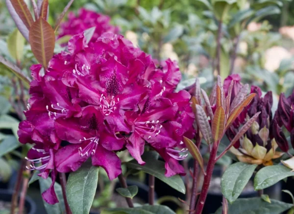 Rhododendron Plant Pink Flowers 1-3 Year Old Azalea in Gallon Pot