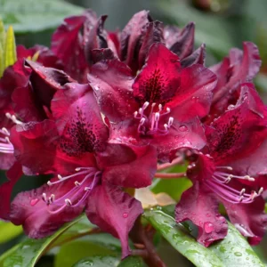 Rhododendron Plant Pink Flowers 1-3 Year Old Azalea in Gallon Pot