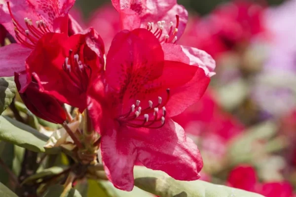 Rhododendron Plant Pink Flowers - Gallon Pot, 1-3 Year Old Azalea
