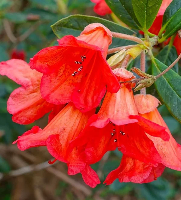 Rhododendron Plant - Pink Flowers, Gallon Pot, 1-3 Year Old Azalea