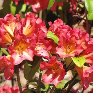 Rhododendron Plant - Pink Flowers, Gallon Pot, 1-3 Year Old Azalea
