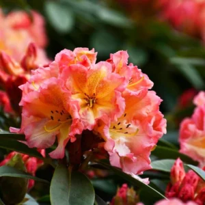 Rhododendron Plant - Pink Flowers, Gallon Pot, 1-3 Year Old Azalea