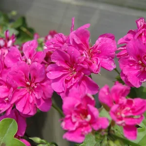 Rhododendron Plant - Pink Rhododendron Flowers - Gallon Pot Size