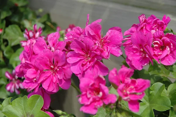 Rhododendron Plant - Pink Rhododendron Flowers - Gallon Pot Size